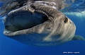   Whale shark  